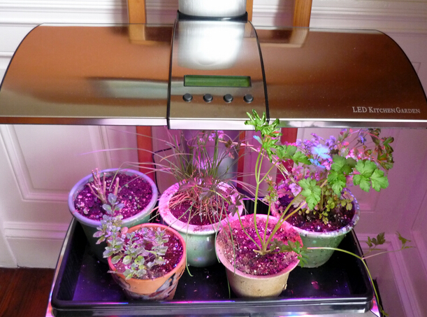 LED для растений, используемые в высоком конце рынка