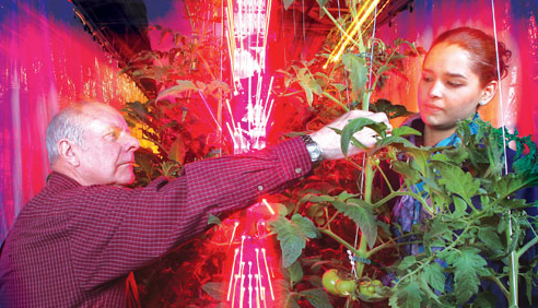 Светодиодный источник света используется в парниковых заполняющего света